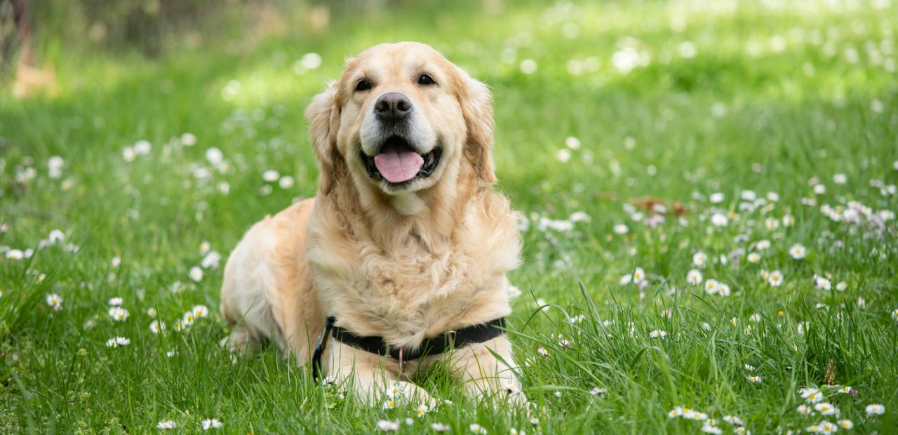 hond poep drugsgebruiker