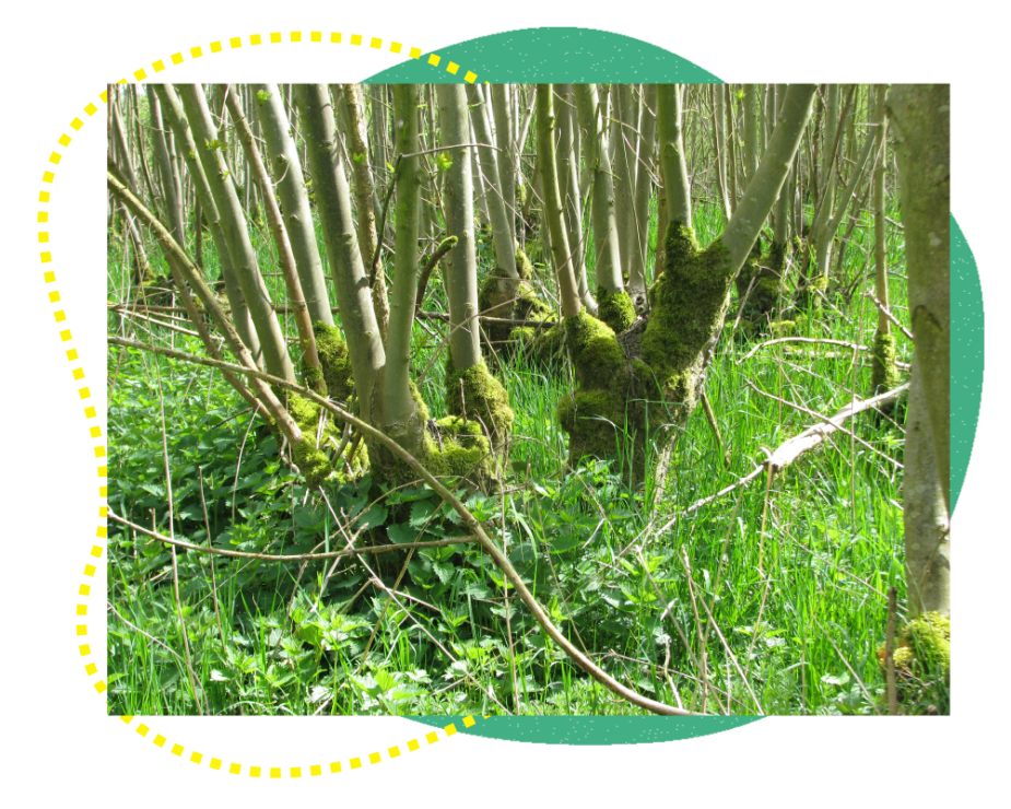Essenhakhout is een oude vorm van bosbeheer Essenhakhout was lang populair omdat het hout sterk én buigzaam is