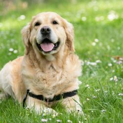 hond poep drugsgebruiker
