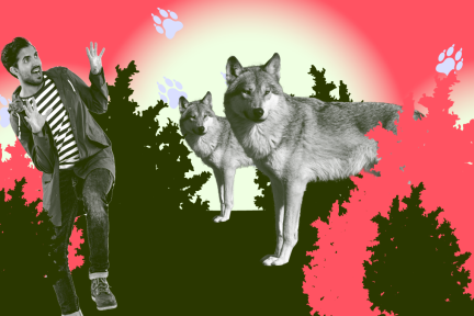 Wat moet je doen als je de wolf tegenkomt?