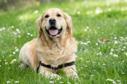 hond poep drugsgebruiker