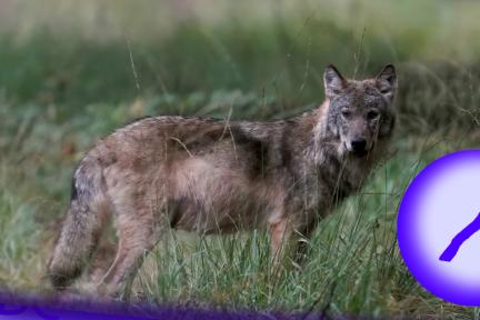 Wolf factcheck marathon