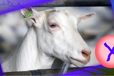 Header Geit