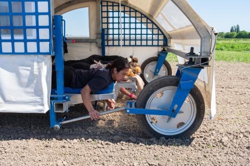 Met de hand plukken biologische boeren en tuinders pesticide-vrij onkruid