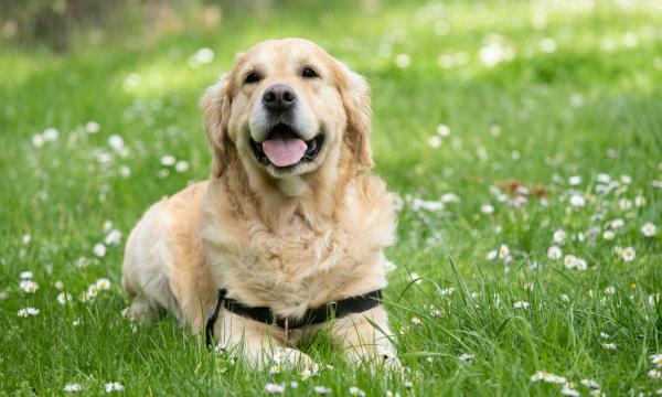 hond poep drugsgebruiker